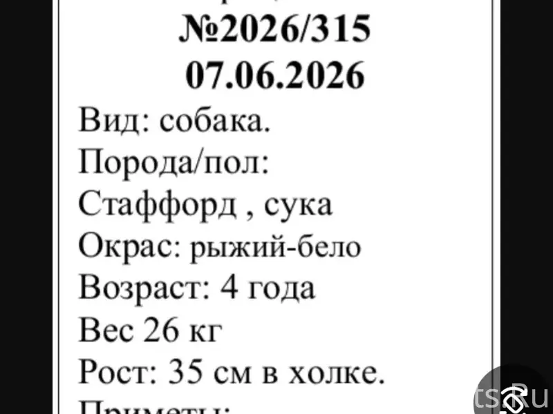 Пропала собака