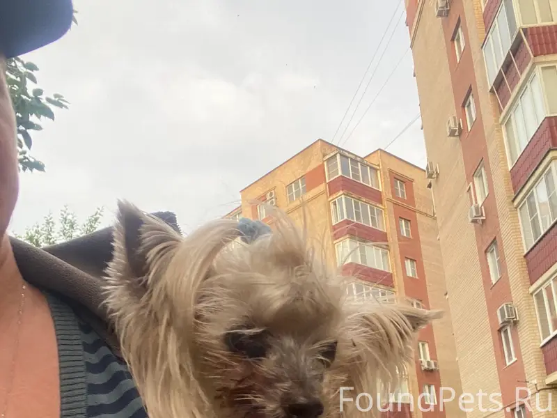 Найден йоркширский терьер, озеро Еловое