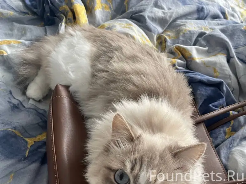 Пропала кошка Мася, 2 мкр дом 46