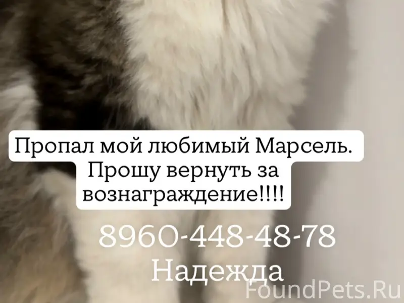 Пропал кот, Ростов-на-Дону