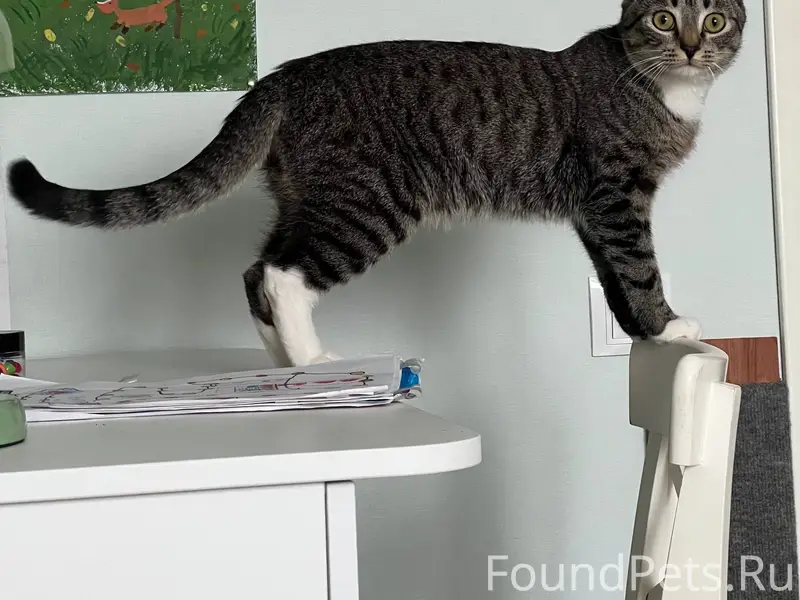 Пропал котёнок Максик, Парголово