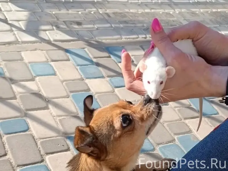 Пропала собака Молли, Майский бульвар