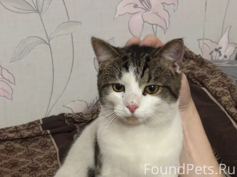 Найден кот, Сормово