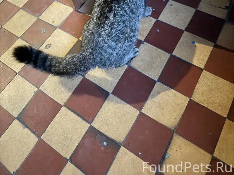 Найдена кошка, на Петракова