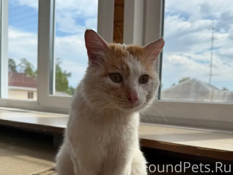 Пропал кот Ронни, Снежная 8