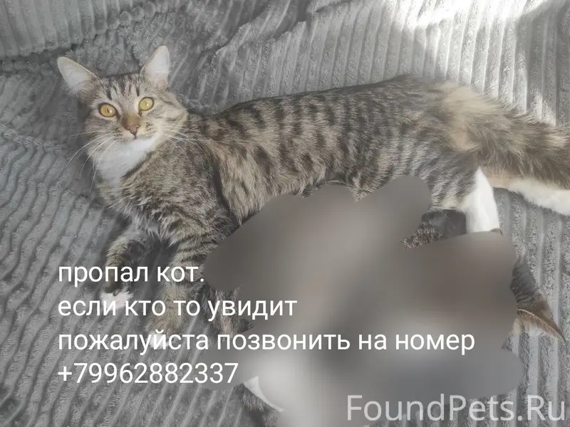 Пропал кот, Уральская