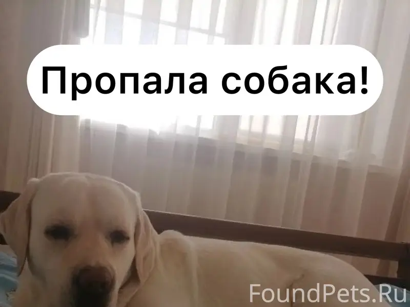 Пропал лабрадор Фрейд, Ставрополь