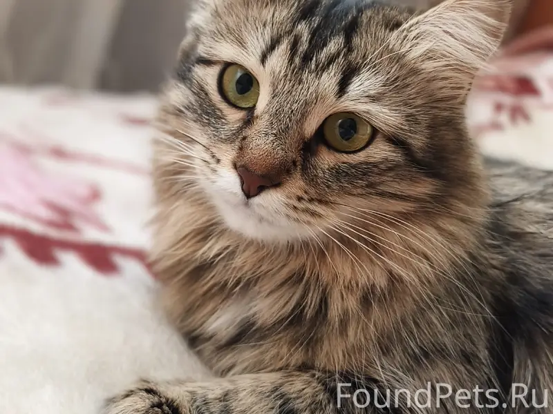 Пропала кошка, район урицкого 6