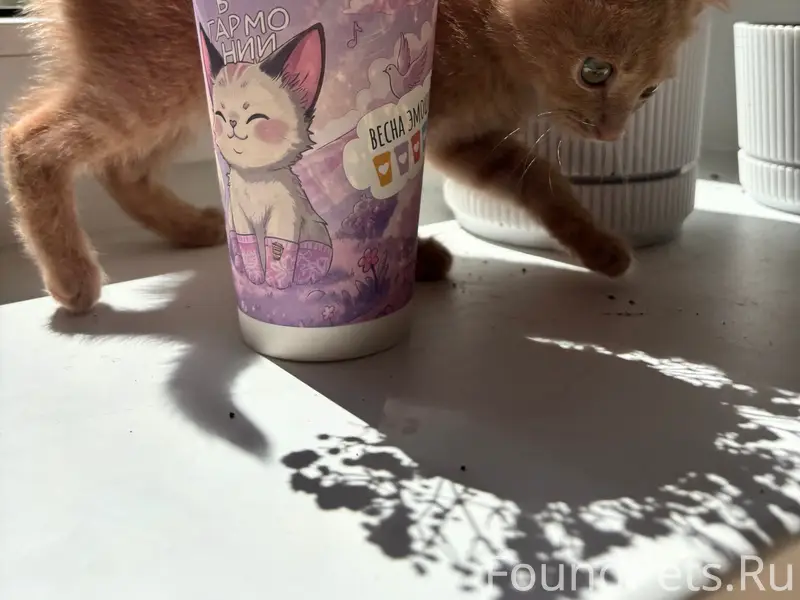 Найден рыжий котёнок, Ошарская улица