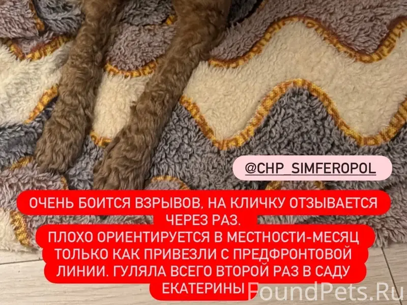 Пропала девочка карликовый пудель Молли, сад Екатерины