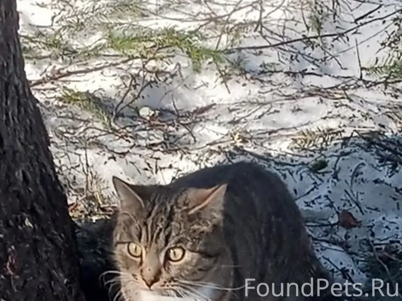 Пропал кот Барсик, у 8 дома