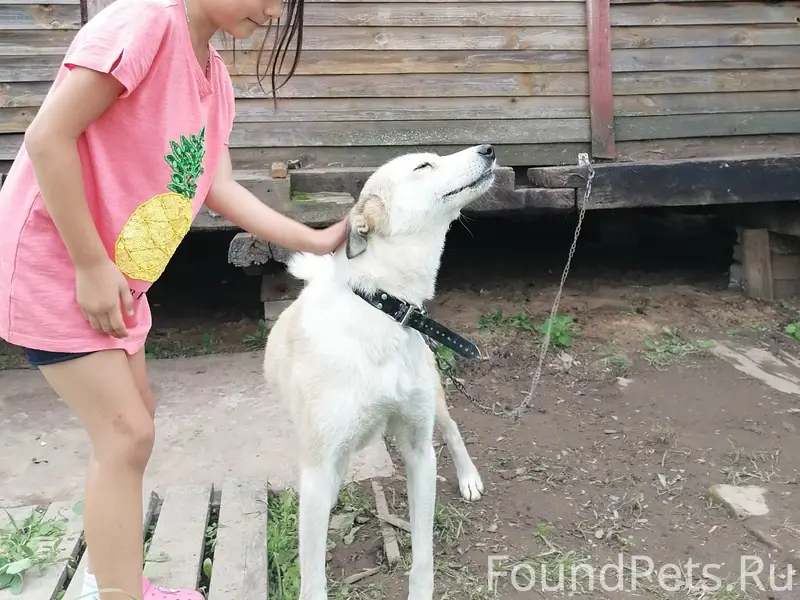 Пропала охотничья собака, Зараменье - Быки