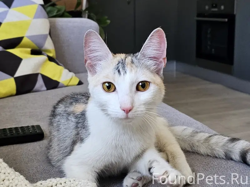 Найдена кошка, Новгородский, 6