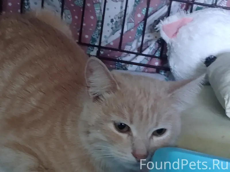Найдена кошка, на Заре