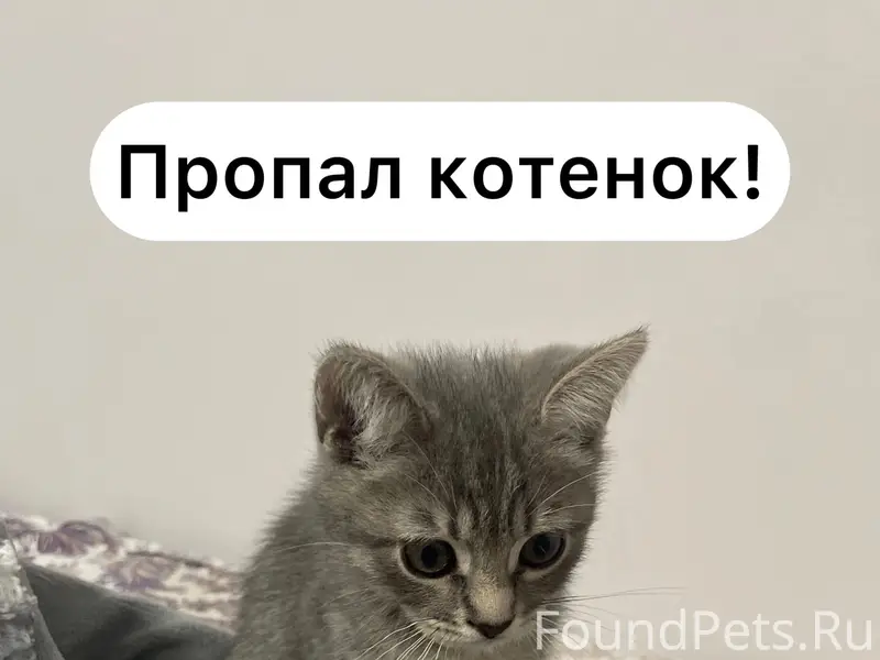 Пропал котёнок, Доваторцев 90