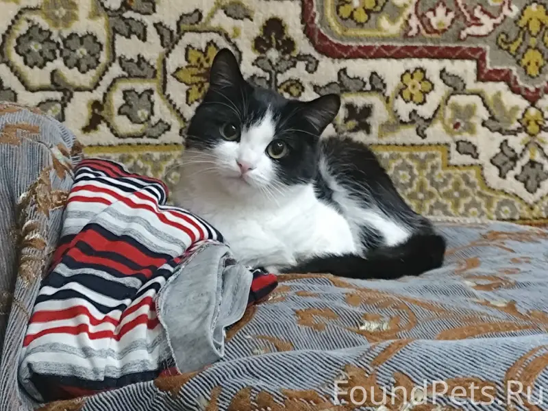 Пропал кот Мурзик, черно-белый, с ошейником