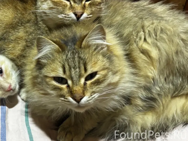 Пропала кошка, район пр. Октября