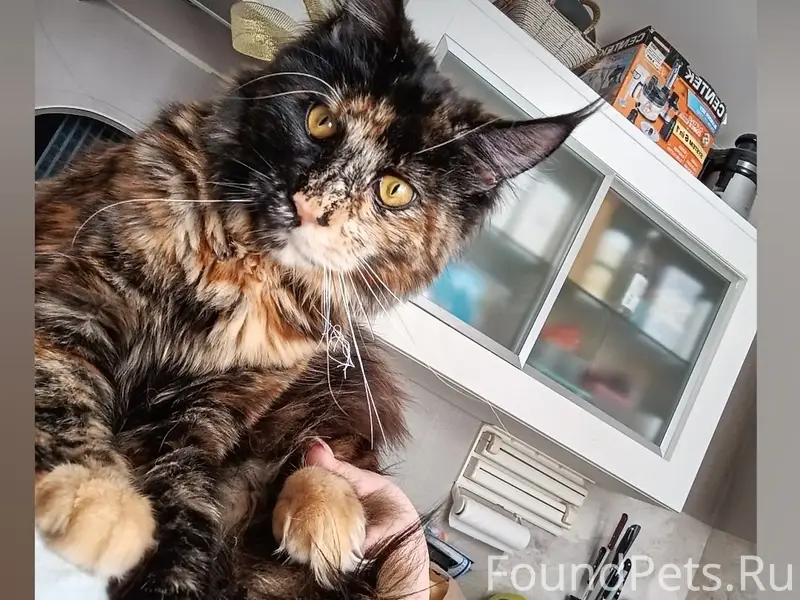 Пропала кошка Луна, Шахтёры