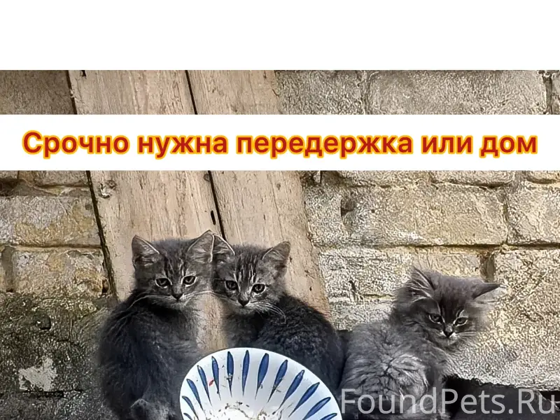 Найдена кошка с котятами, Фокинский район
