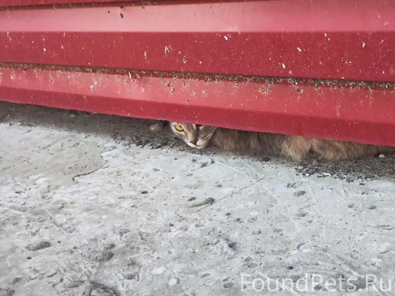 Найден кот, Мелик-Карамова 76а