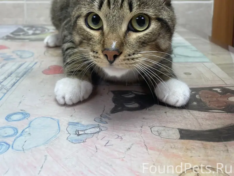 Найден кот, ул. Ленина 41