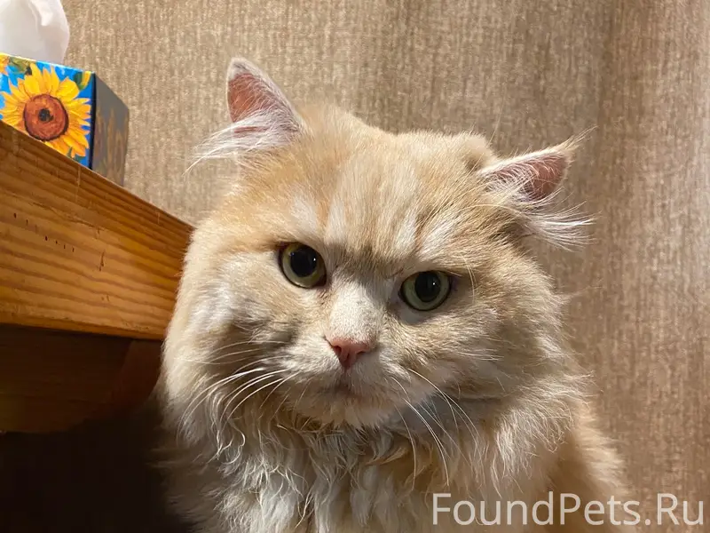 Пропал рыжий кот Бакс