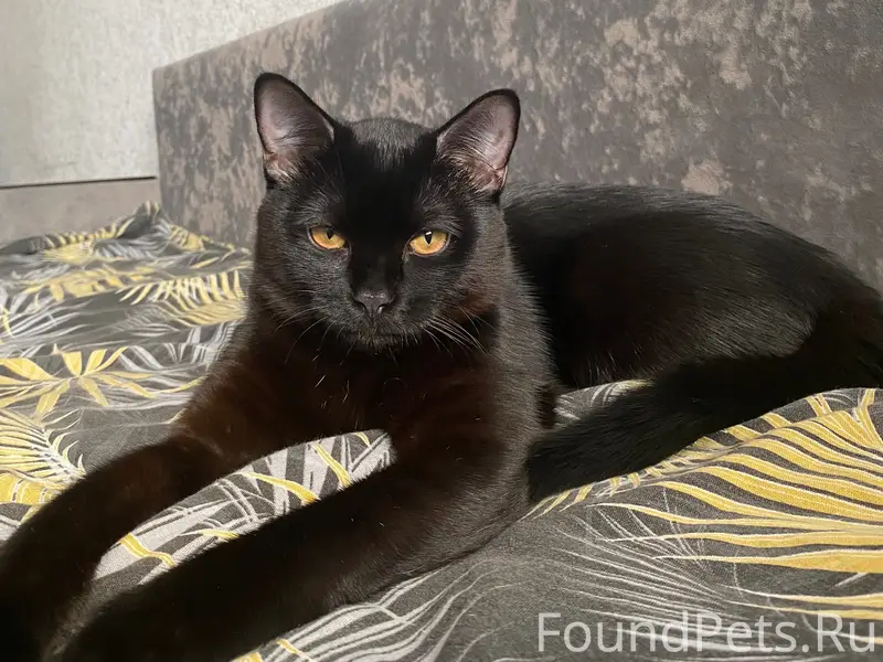 Пропал кот, Октябрьский район