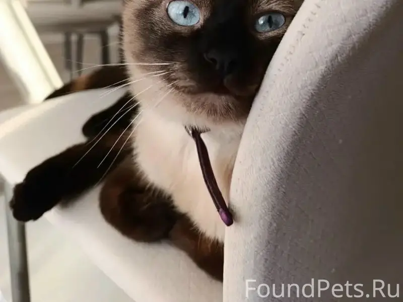 Пропала кошка, молодежный поселок