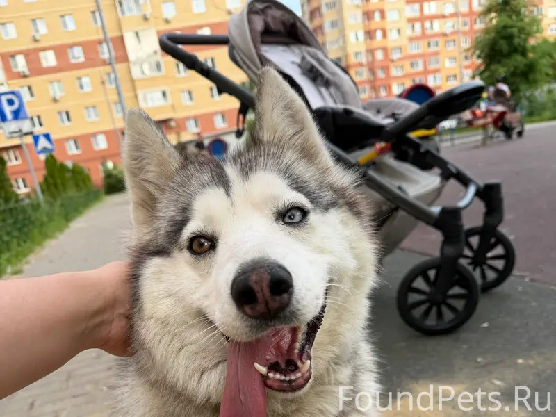 Найдена собака, девочка