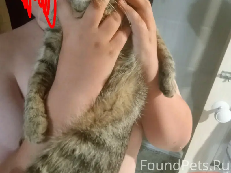 Найдена кошка, ул. Парижской коммуны