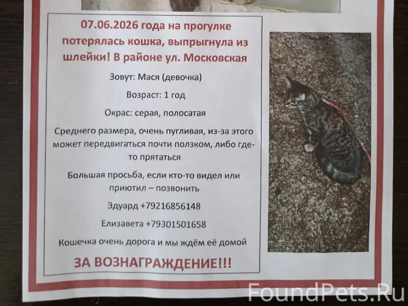 Пропала девочка Мася, темно серая трехцветная, Боровичи