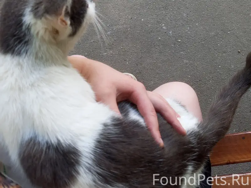 Найдена кошка, д. Васькино, Чеховский район