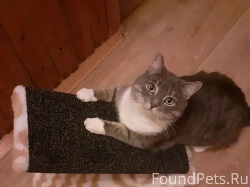 Пропала кошка Иви, Бежицкий район