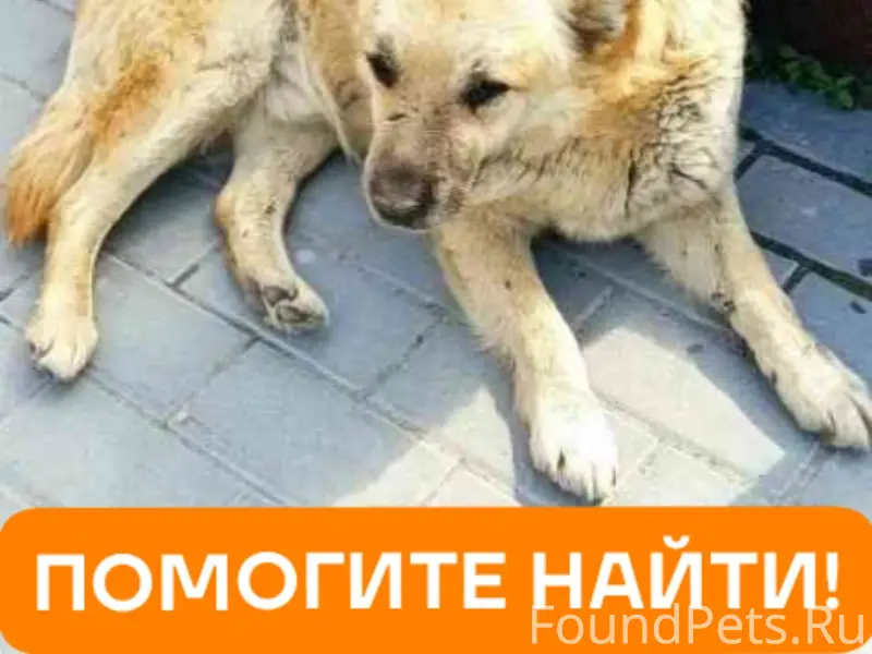 Пропал пёс Бублик, Заводской район Саратова