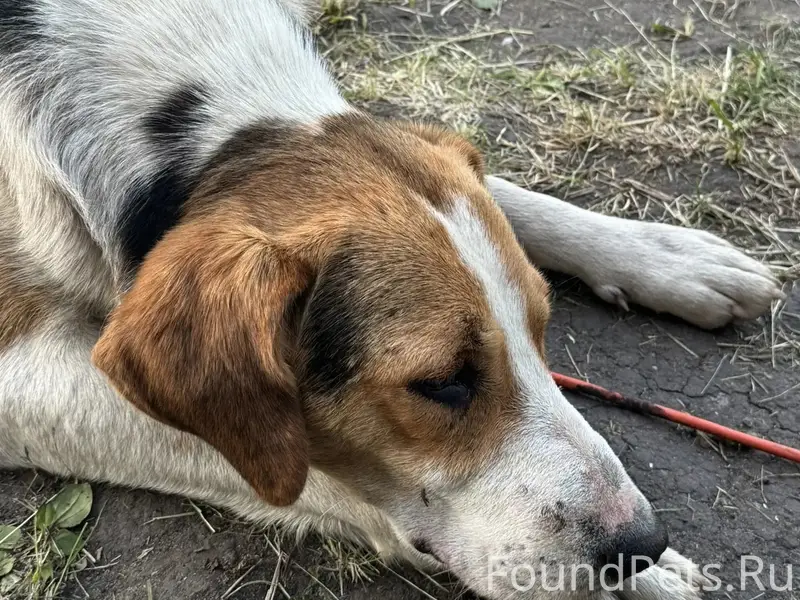 Найден кобель, Воронеж, СНТ Мебельщик