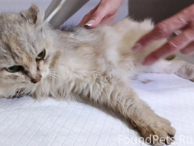 Найдена кошка, Ленина 4
