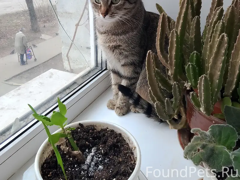 Пропала кошка, район Шошина 10