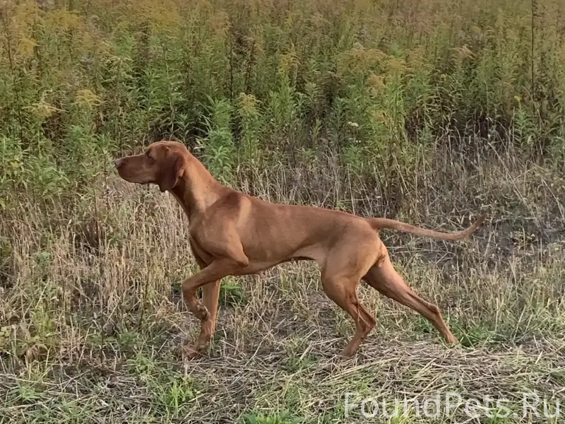Пропала собака, рыжий окрас, п. Ново-Отрадное
