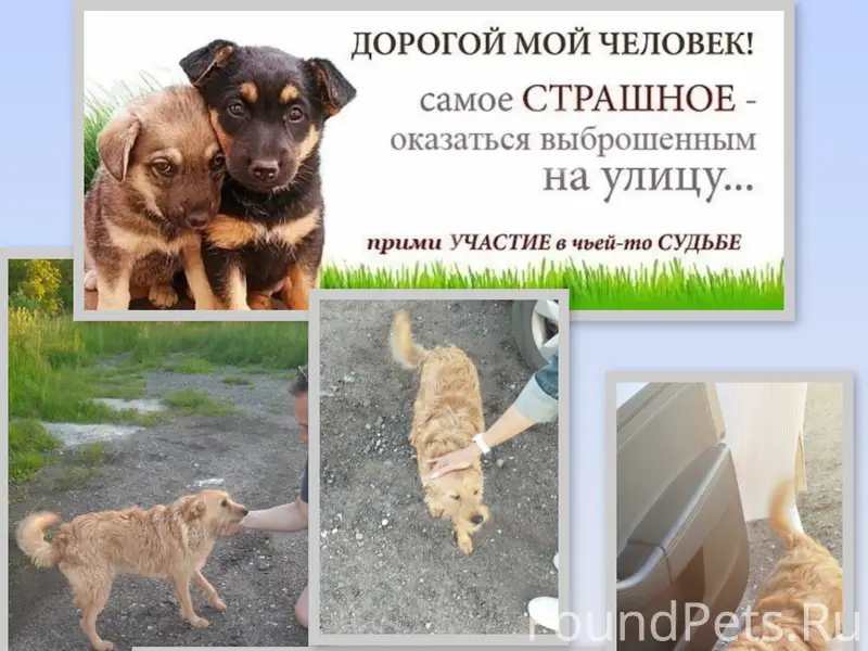 Найден пёс, Панковское садовое товарищество