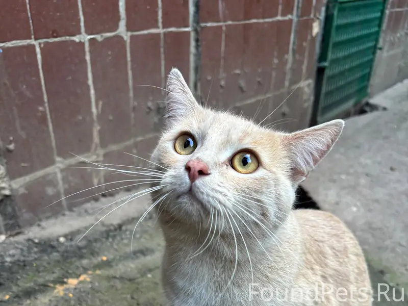 Найден кот, Солнечная, 7