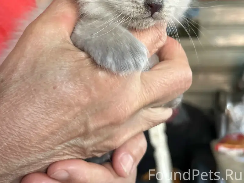 Найден котёнок, деревня Новое Исаково