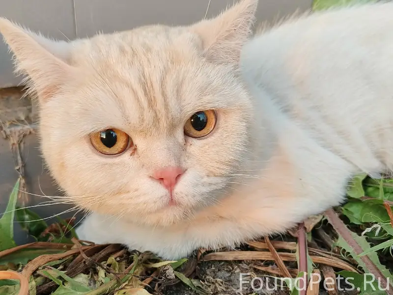 Найден кот, Иглино