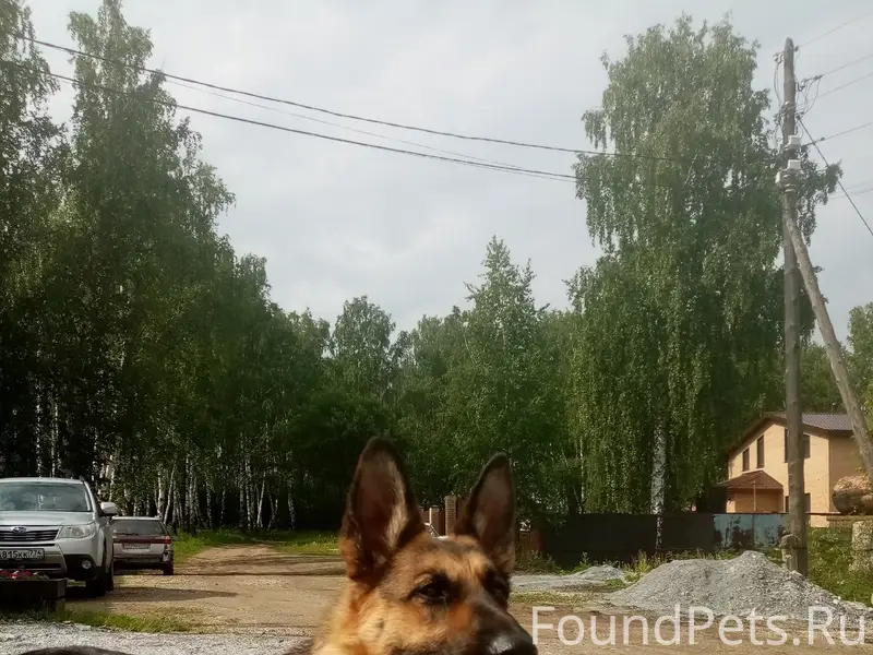 Найден пёс, Старый город