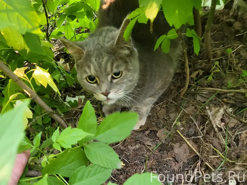Найдена кошка, пр-т Курако