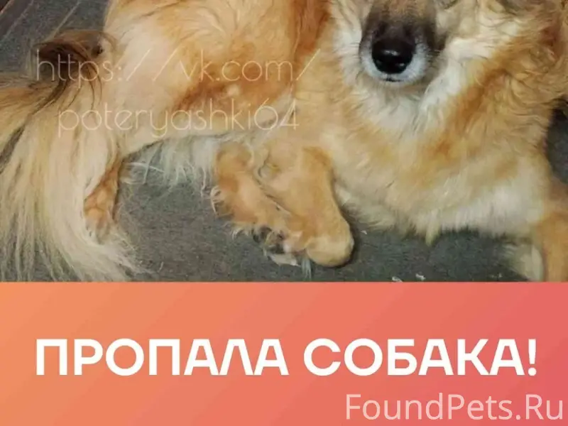 Пропала собака Лаки, Саратов, Ленинский район