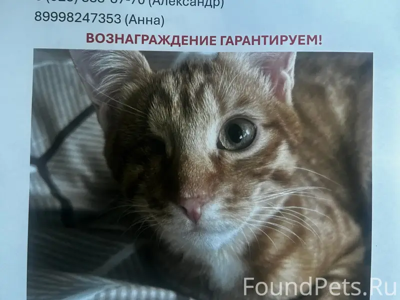 Пропал кот, Песчаный переулок, 14к1