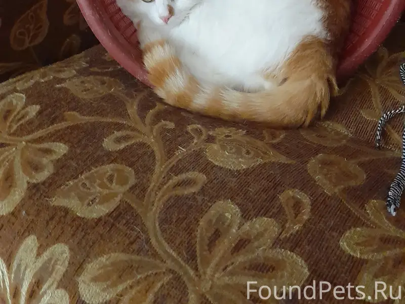 Пропал кот, г. Шацк