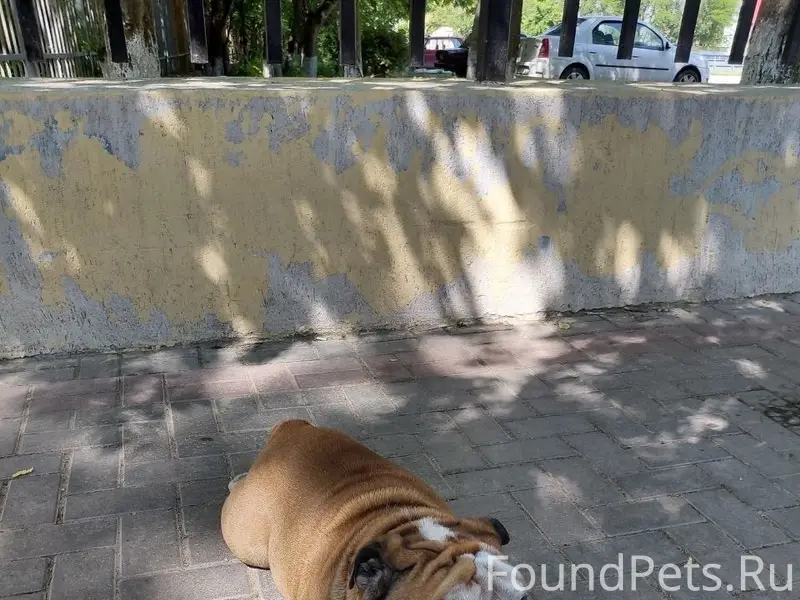 Найден пёс, район Лимана