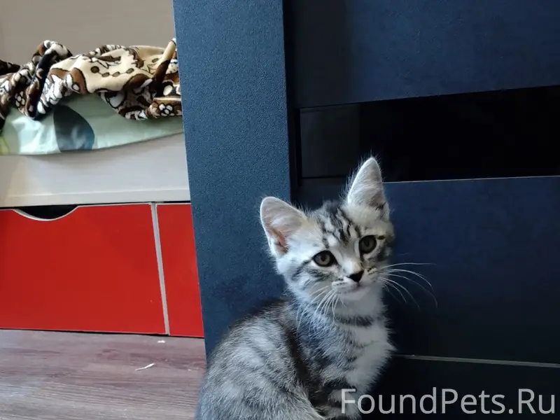 Пропал котёнок, рп. Степное