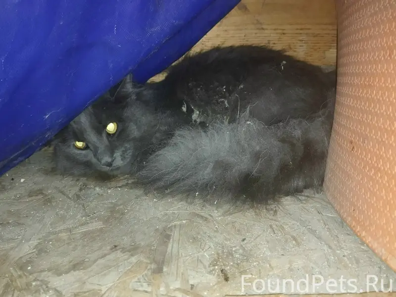 Найдена кошка, пос. Юный Ленинец